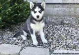 Siberian husky puppies for good homes