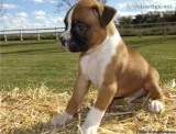 Gorgeous Boxer Puppies