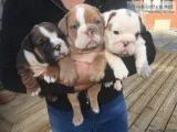 buy me i am ready to go to a new loving and caring home