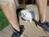 Pomeranian puppies for sale.