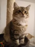 Beautiful Siberian Kittens Available