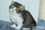 Acclaimed British Longhair kitten