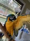 Very Friendly Shoulder Blue and Gold Macaw Dna With Cage