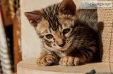 Don t miss out on these Sphynx Kittens