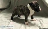 English Bull Terrier  Puppies