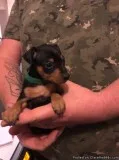 An Outstanding Litter Of Miniature Pinschers