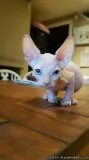 blue eyes  Sphynx kitten