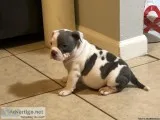 American Bully pup