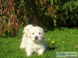Golden Retriever Pups From Health Tested Parents
