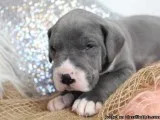 Adorable Great Danes Puppies
