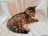 Absolute Bengal kitten