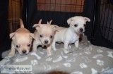 Beautiful Chihuahua Puppies