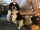 CKC Female Pekingese