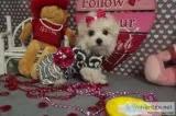 Maltipoo - Gina 5.5 lbs grown
