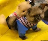 Purebred Pomeranian Puppies available