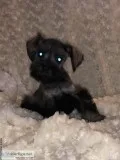 APRI 5 adorable miniature schnauzers