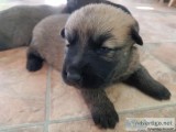 Show Quality German Shepherd puppies