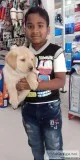 Labrador retriever male female puppy available