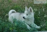 HuskyMalamute puppy for sale