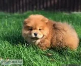 Beautiful Chow  chow puppies