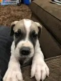 South African Boerboel puppies