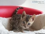 Amative Bengal kitten available