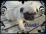 Fawn Male Pug