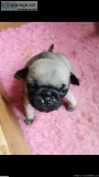 Kc reg pugs