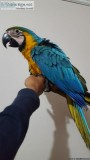 Baby Blue And Gold Macaw Available