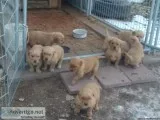 Golden Retriever puppies &AgraveKC
