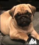 Amazing Quality  Pugs Puppies Available 
