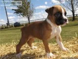 Bobtail And Tailed Boxer Puppies