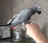 Beautiful Baby African Grey