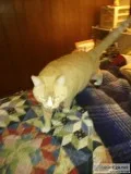 Cat male neuterd healthy 7yo