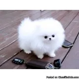 Pomeranian Puppies for Sale