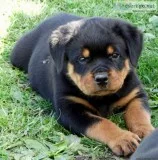 Top Quality Pure Rottweiler Puppies