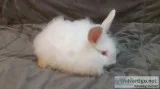 French Angora Bunnies for sale