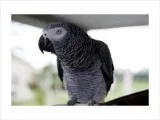 Sweet and lovely African grey parrots for valentine