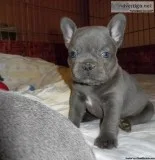 Healthy solid blue french bulldog pups. Good Homes