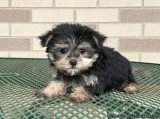 Miniature Yorkshire Terrier Puppies