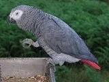 ADORABLE AFRICAN GREY PARROTS FOR ADOPTION