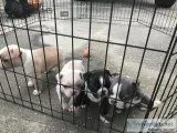 Valentines Day puppies