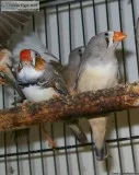 Zebra finches free