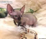 Extremely bold super loving Sphynx Kittens