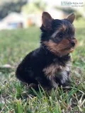 Excellent Yorkie Puppies