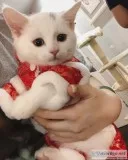 Munchkin Kittens Registered