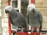 Talkative African Grey Parrots Available