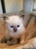 Three Birman Kitten Available