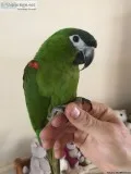 Registered Hyacinth Macaw Parrots