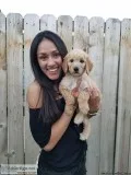 F1b.b petite goldendoodle puppies